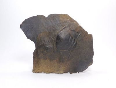 Trilobit Paradoxides Gracilis - Jince u Příbrami